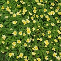 Anemone lipsiensis 'Pallida'